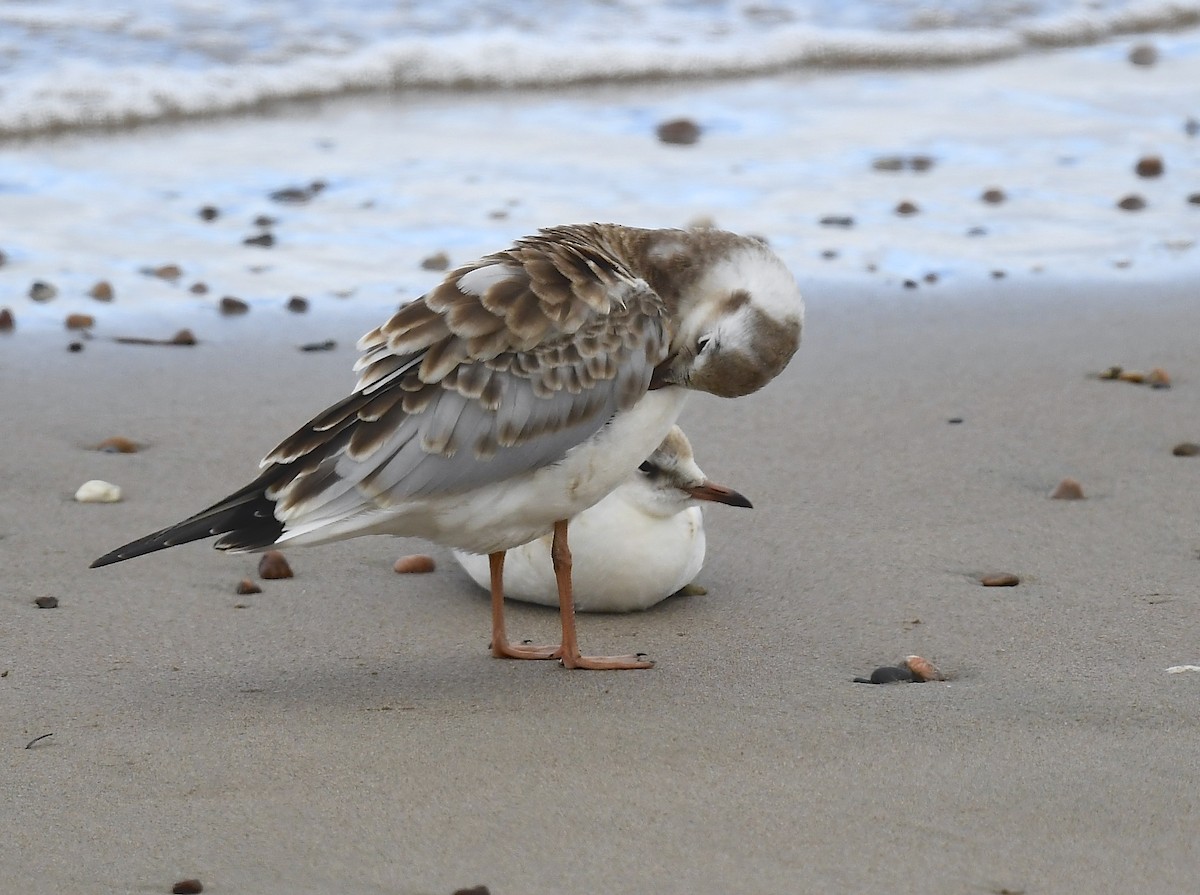 Black-headed Gull - ML640385907