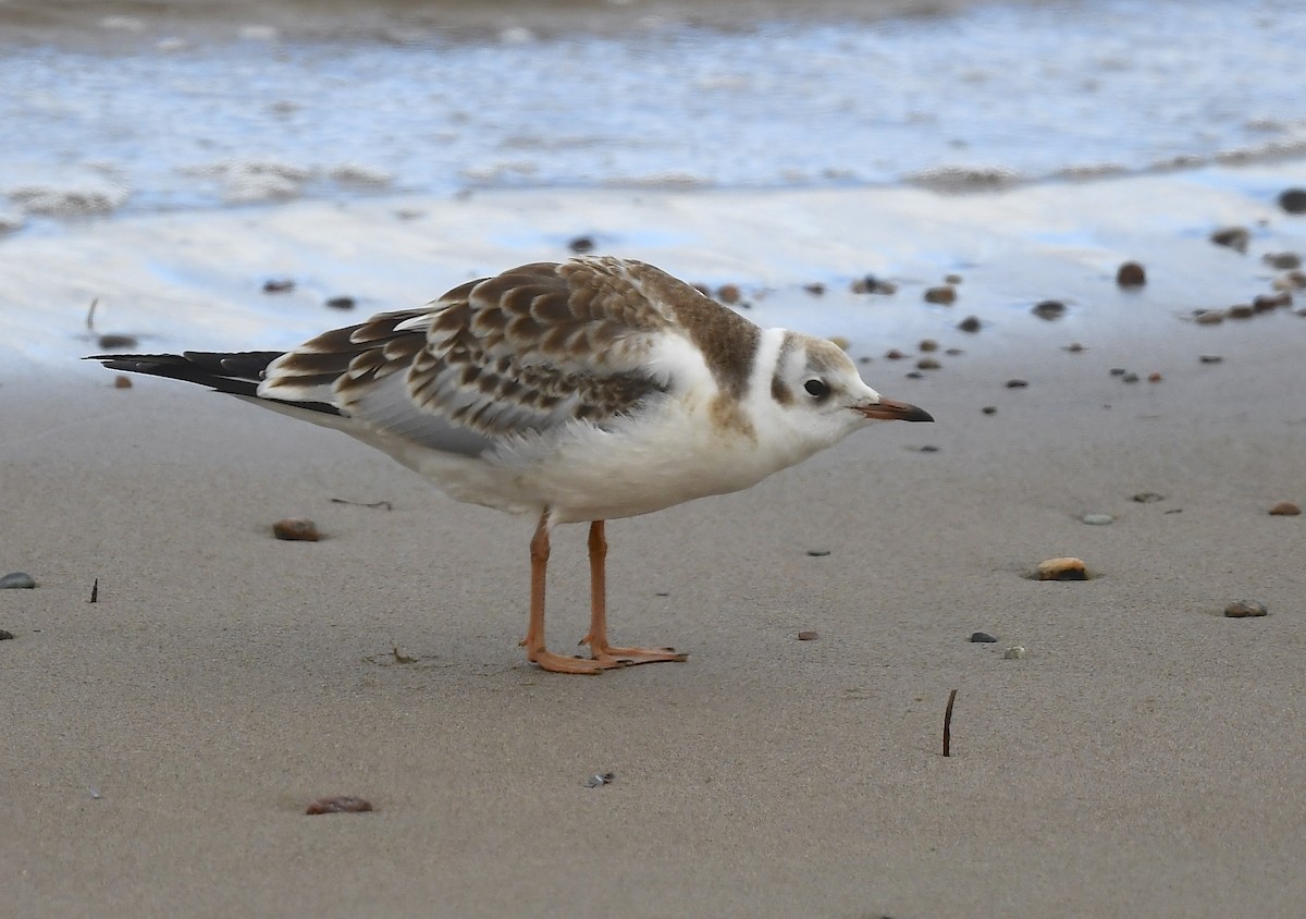 Black-headed Gull - ML640385910