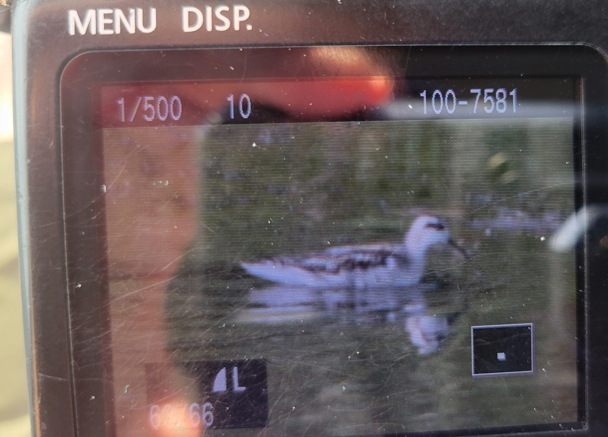 Red-necked Phalarope - ML640385921