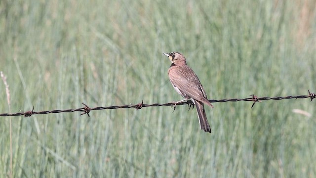 Horned Lark - ML640385974