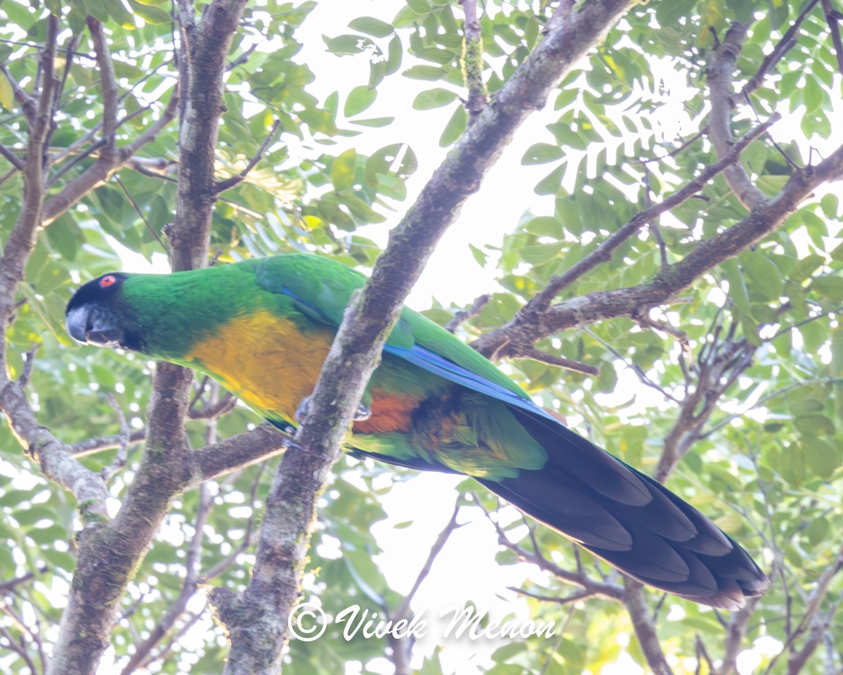 Masked Shining-Parrot - ML640386018