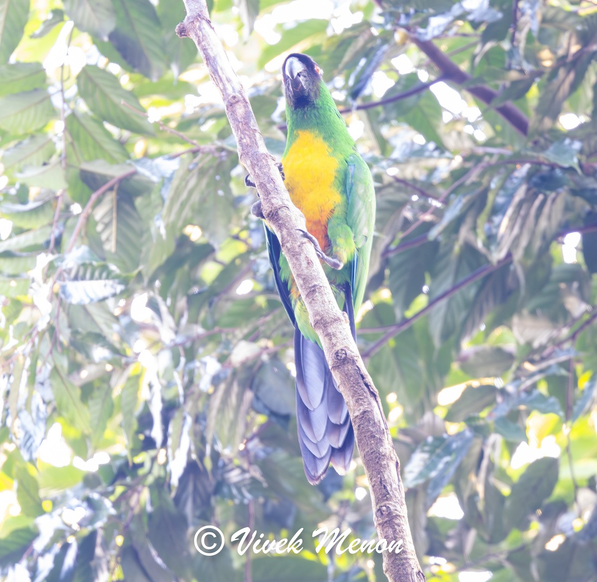 Masked Shining-Parrot - ML640386019