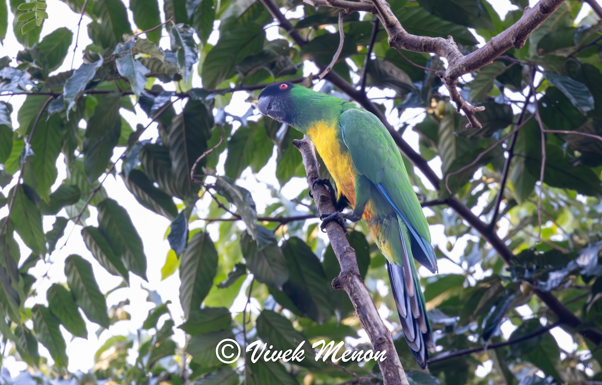 Masked Shining-Parrot - ML640386020