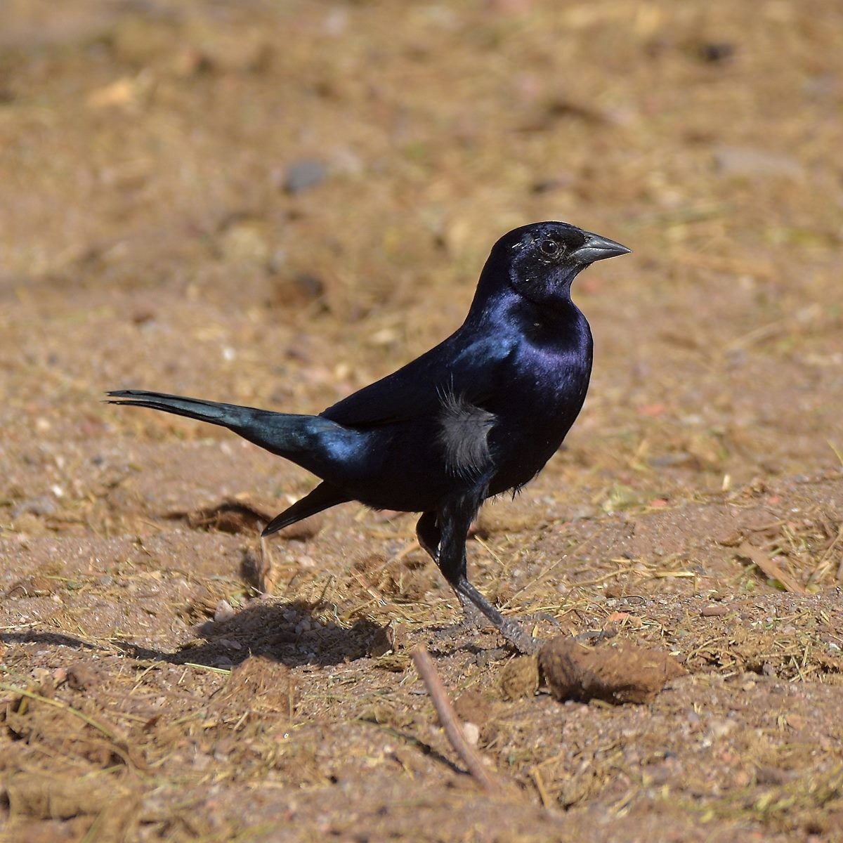 Shiny Cowbird - ML640386030