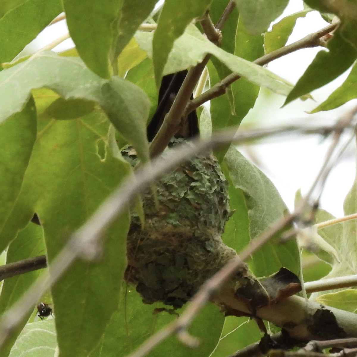 Berylline Hummingbird - ML640386040
