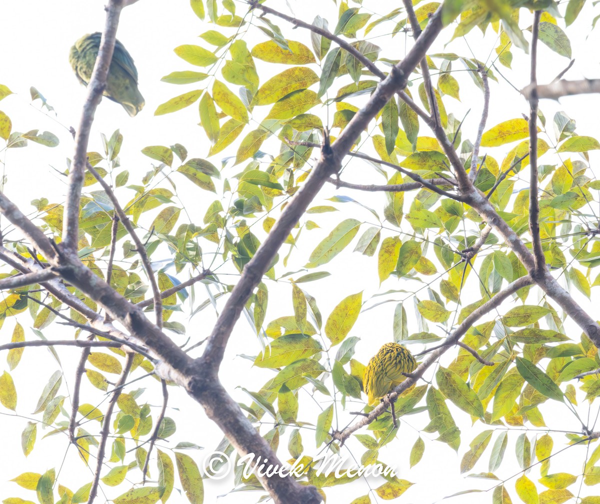 Golden Dove - ML640386044