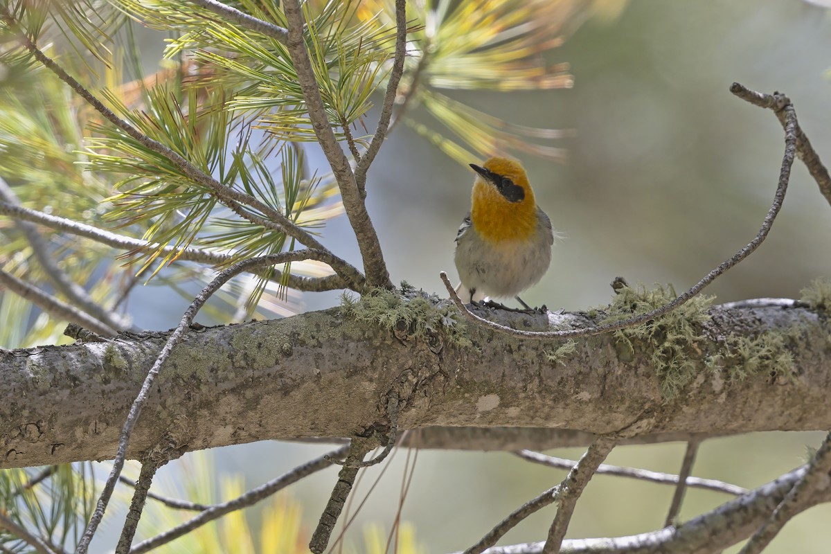 Olive Warbler - ML640386063