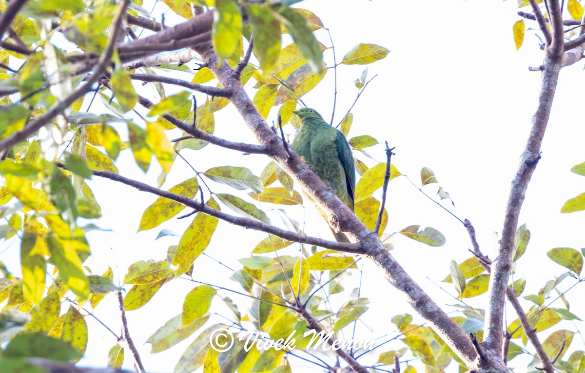 Golden Dove - ML640386069