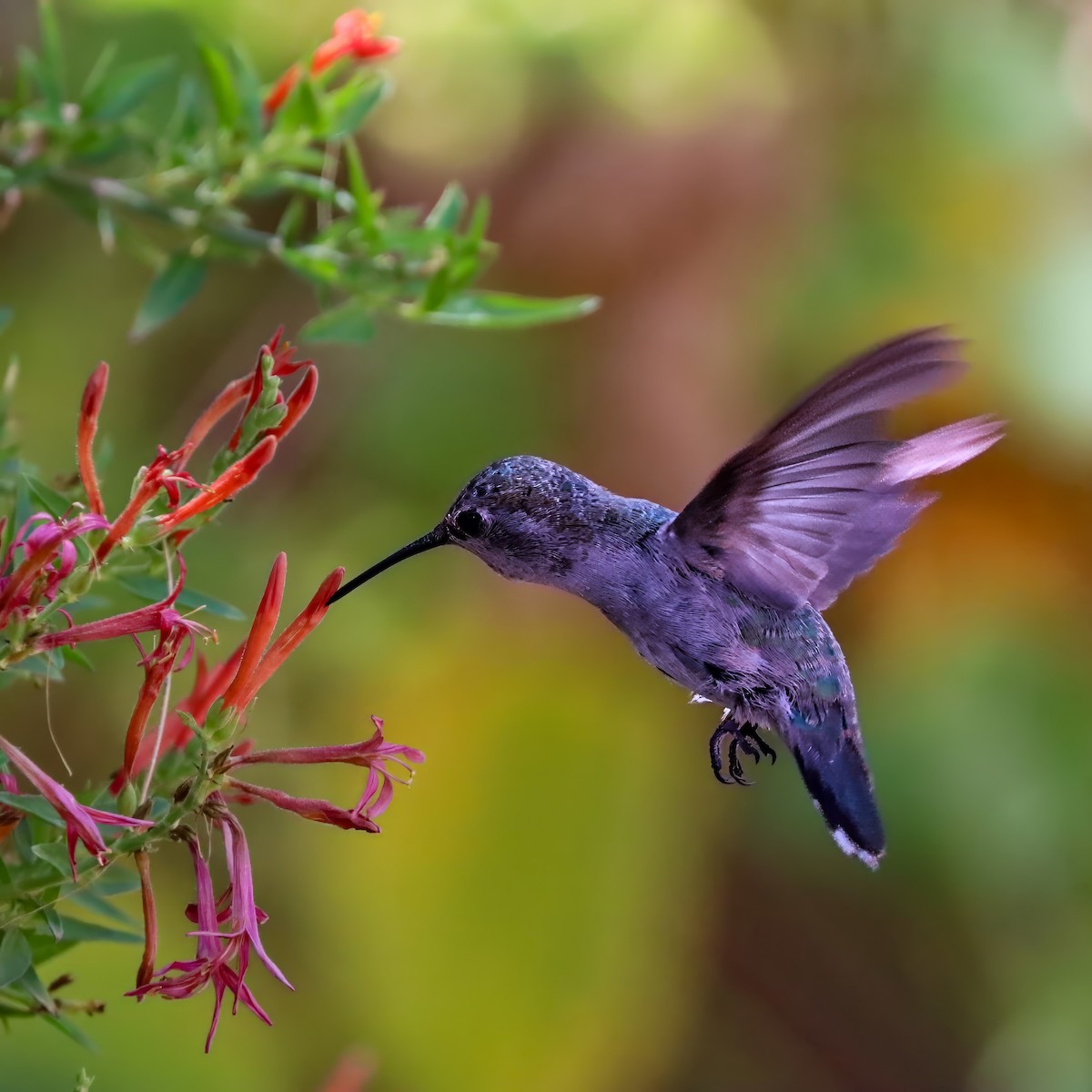 Costa's Hummingbird - ML640386103