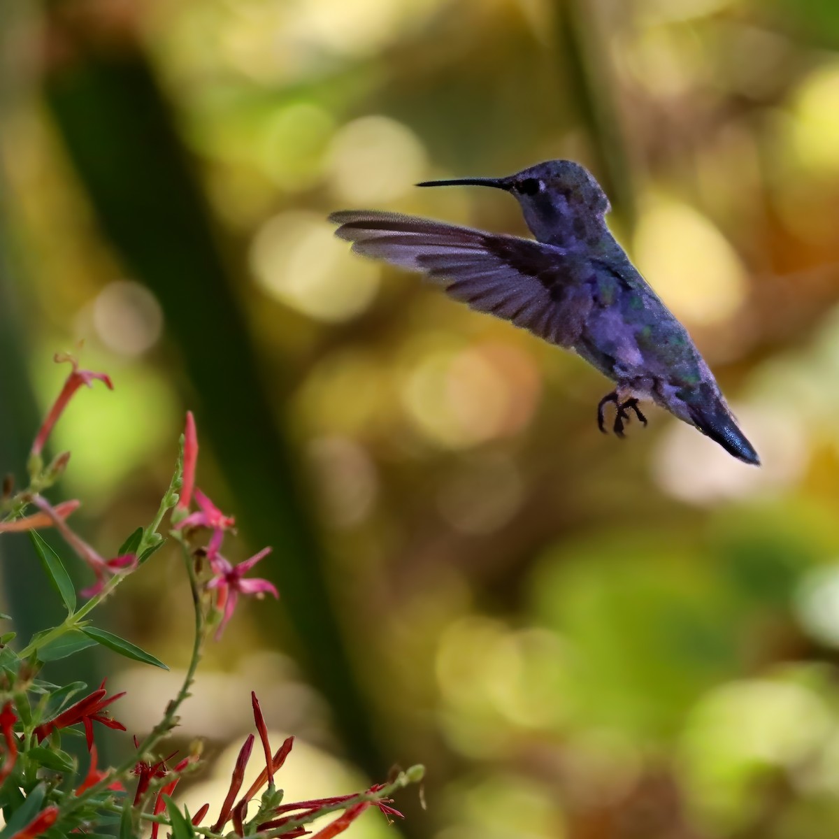 Costa's Hummingbird - ML640386133