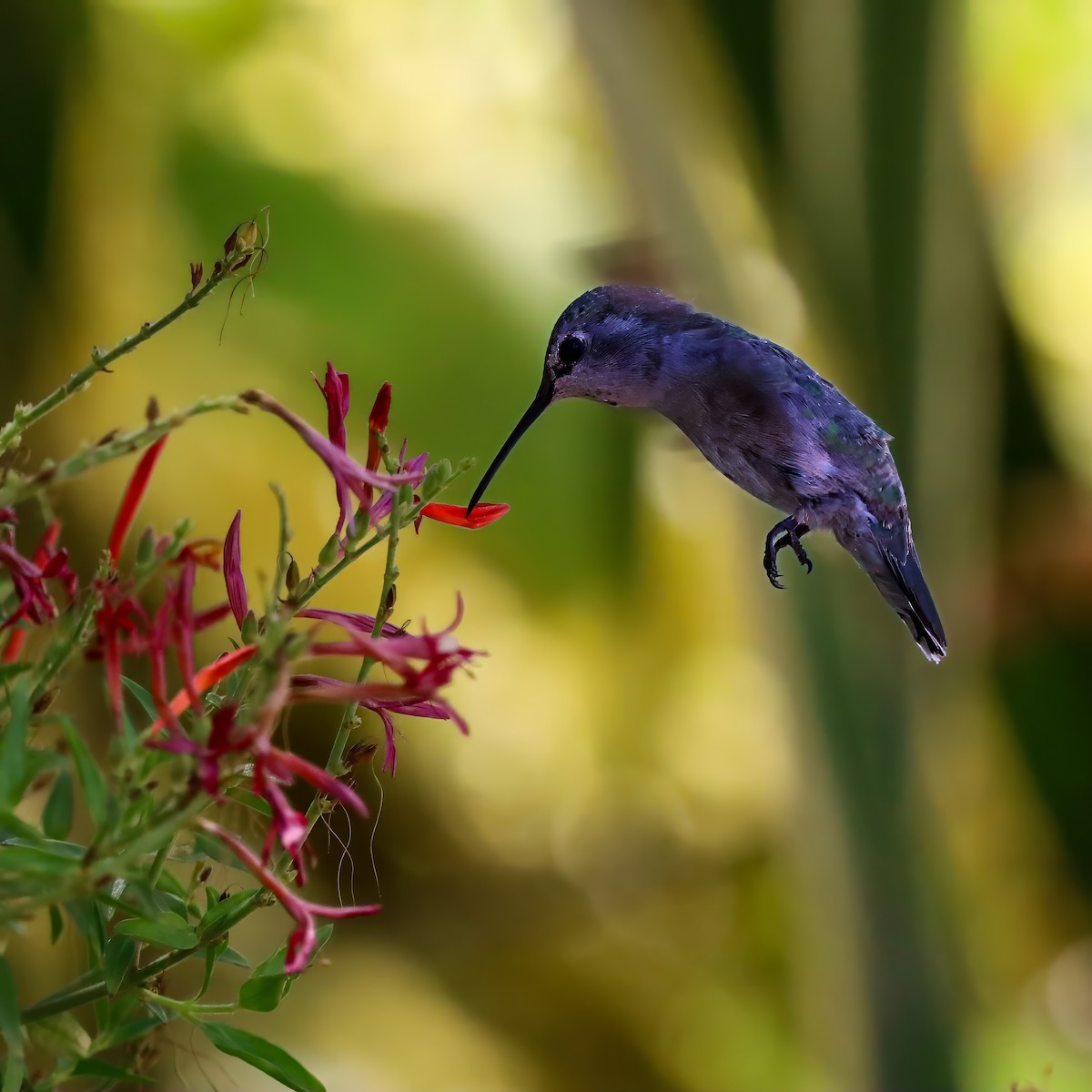 Costa's Hummingbird - ML640386134