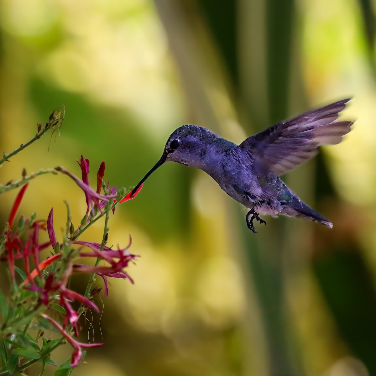Costa's Hummingbird - ML640386135