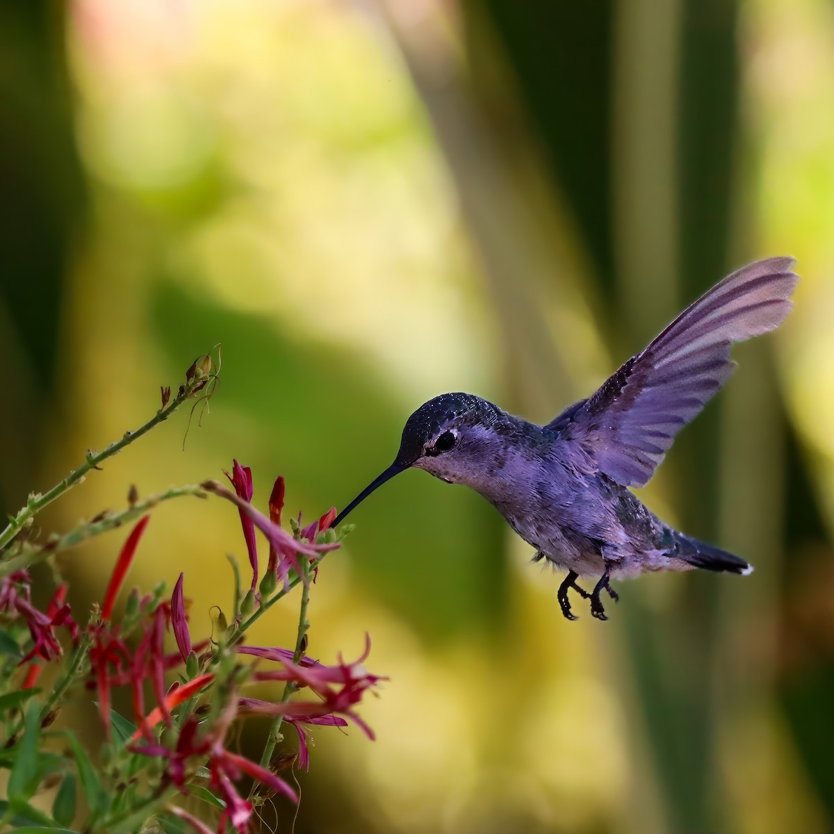 Costa's Hummingbird - ML640386136