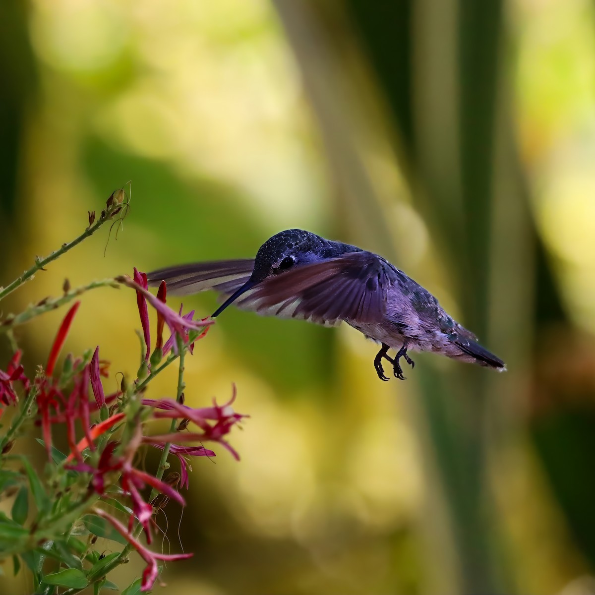 Costa's Hummingbird - ML640386137