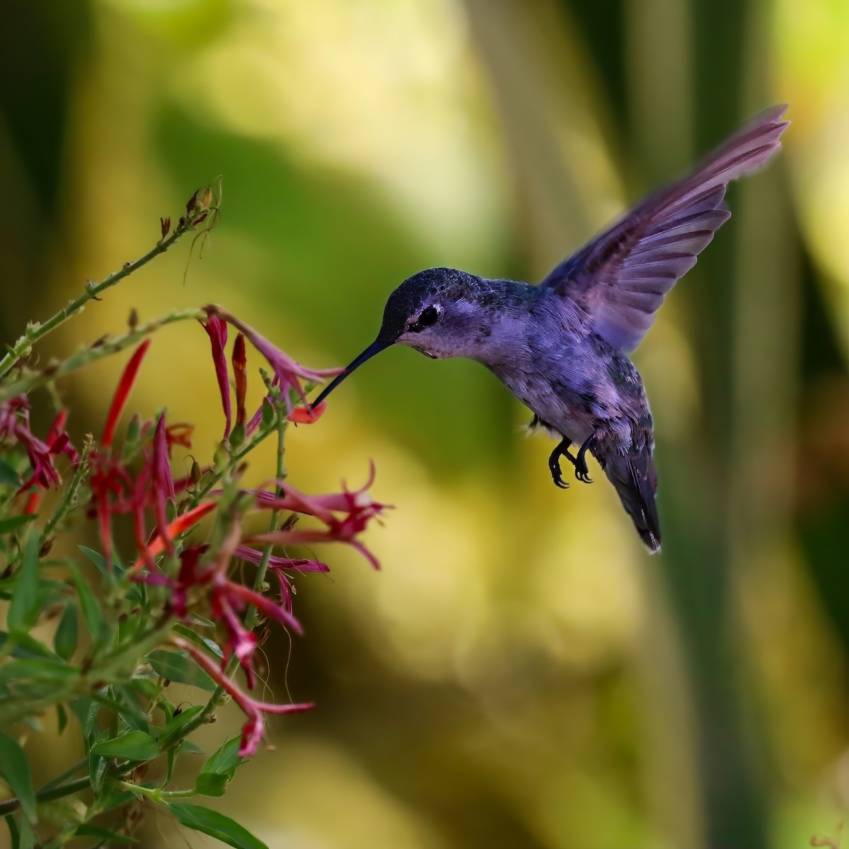 Costa's Hummingbird - ML640386138