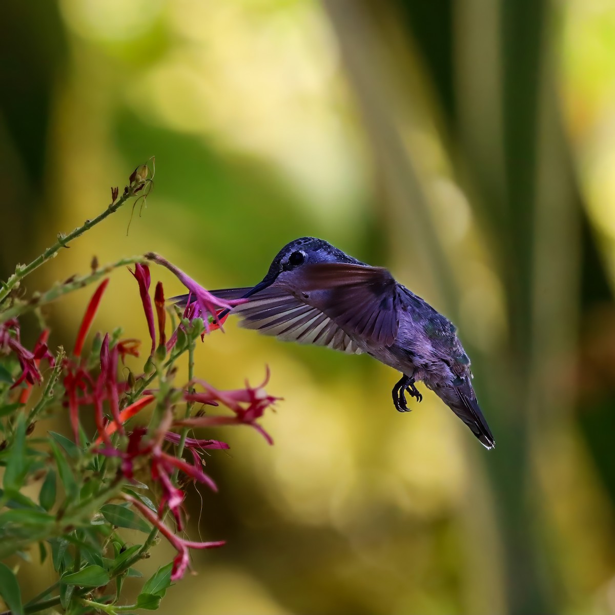 Costa's Hummingbird - ML640386139