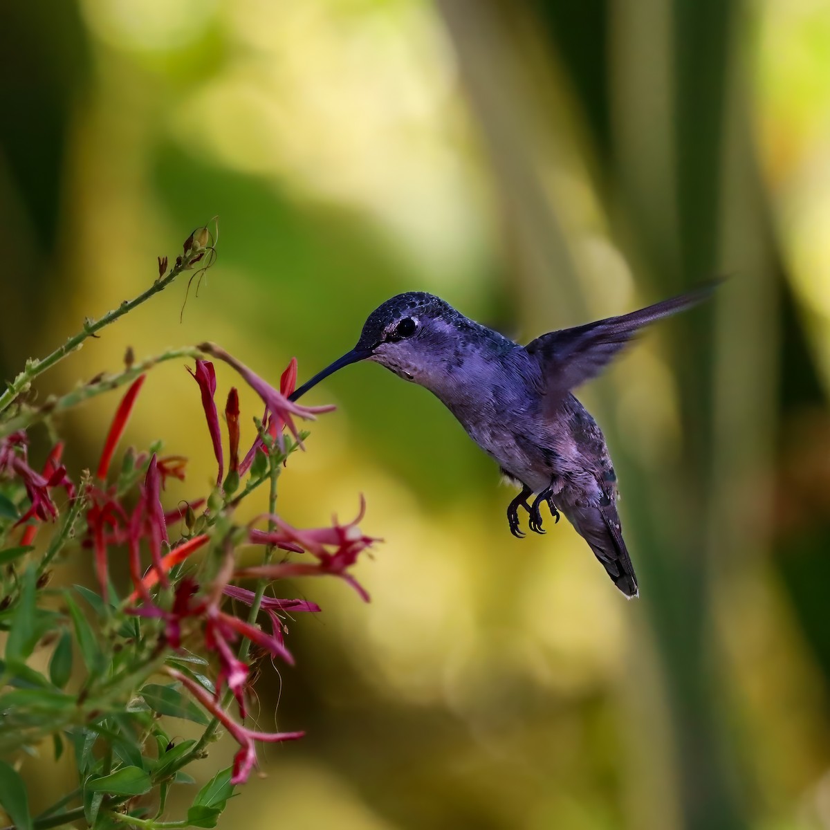 Costa's Hummingbird - ML640386140