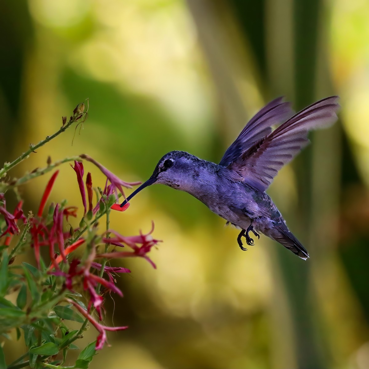 Costa's Hummingbird - ML640386141