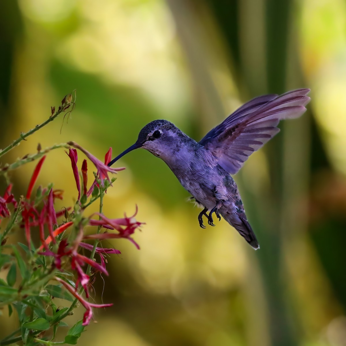 Costa's Hummingbird - ML640386142