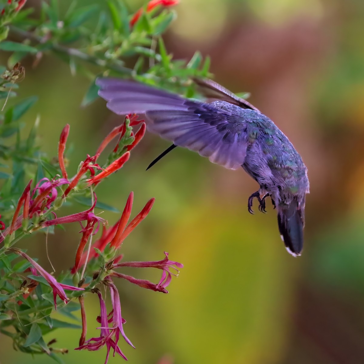 Costa's Hummingbird - ML640386143
