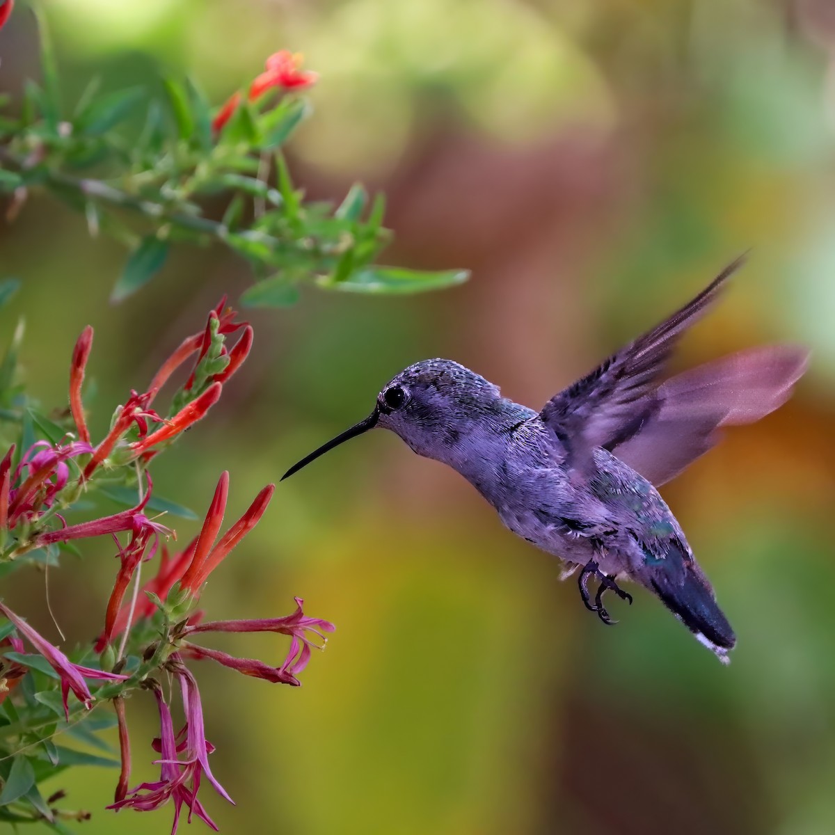Costa's Hummingbird - ML640386144