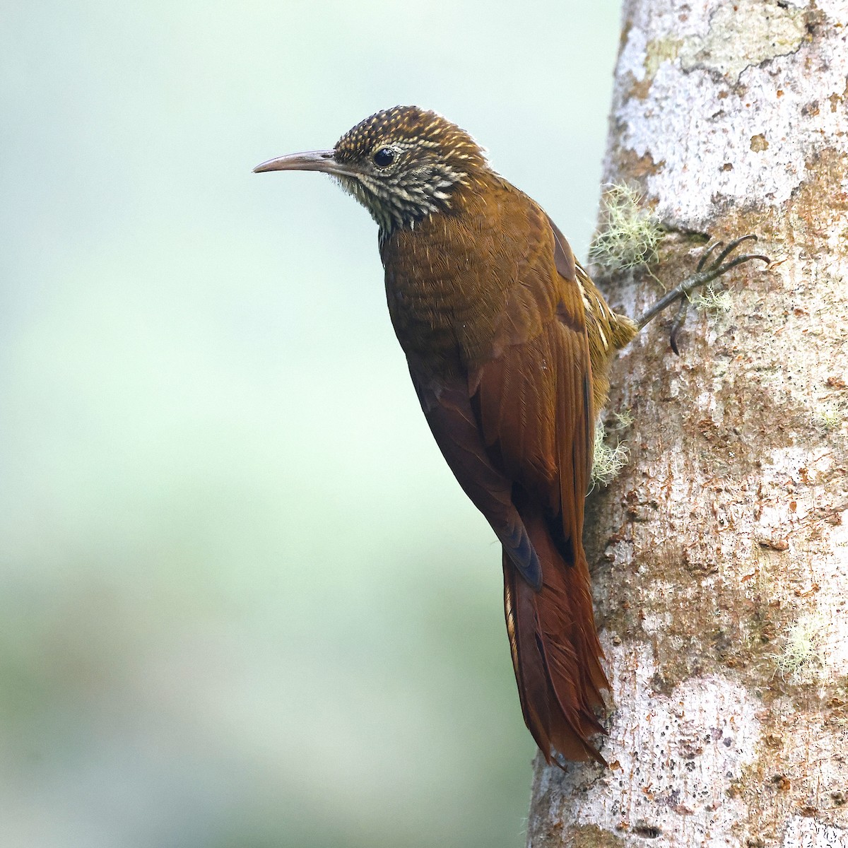 Dağ Tırmaşık - ML640386174