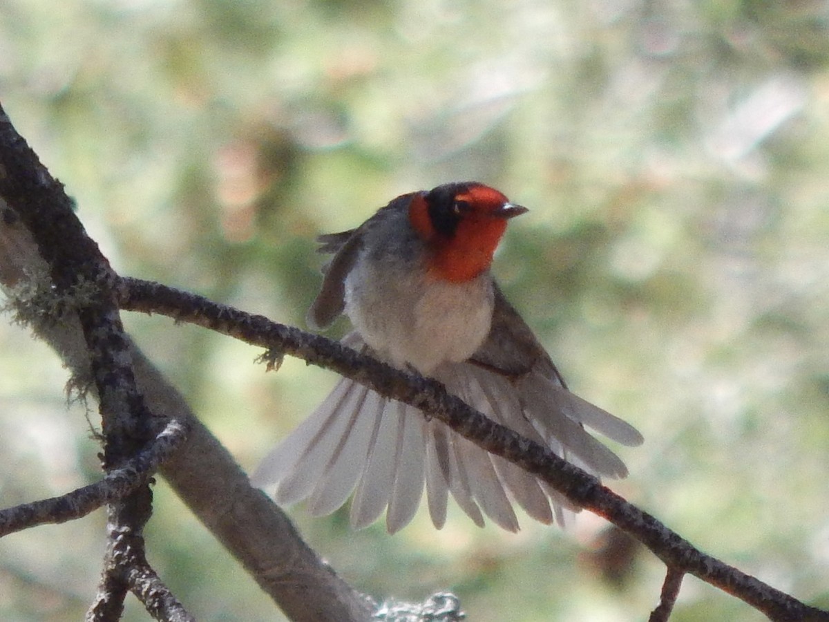 Red-faced Warbler - ML640386204