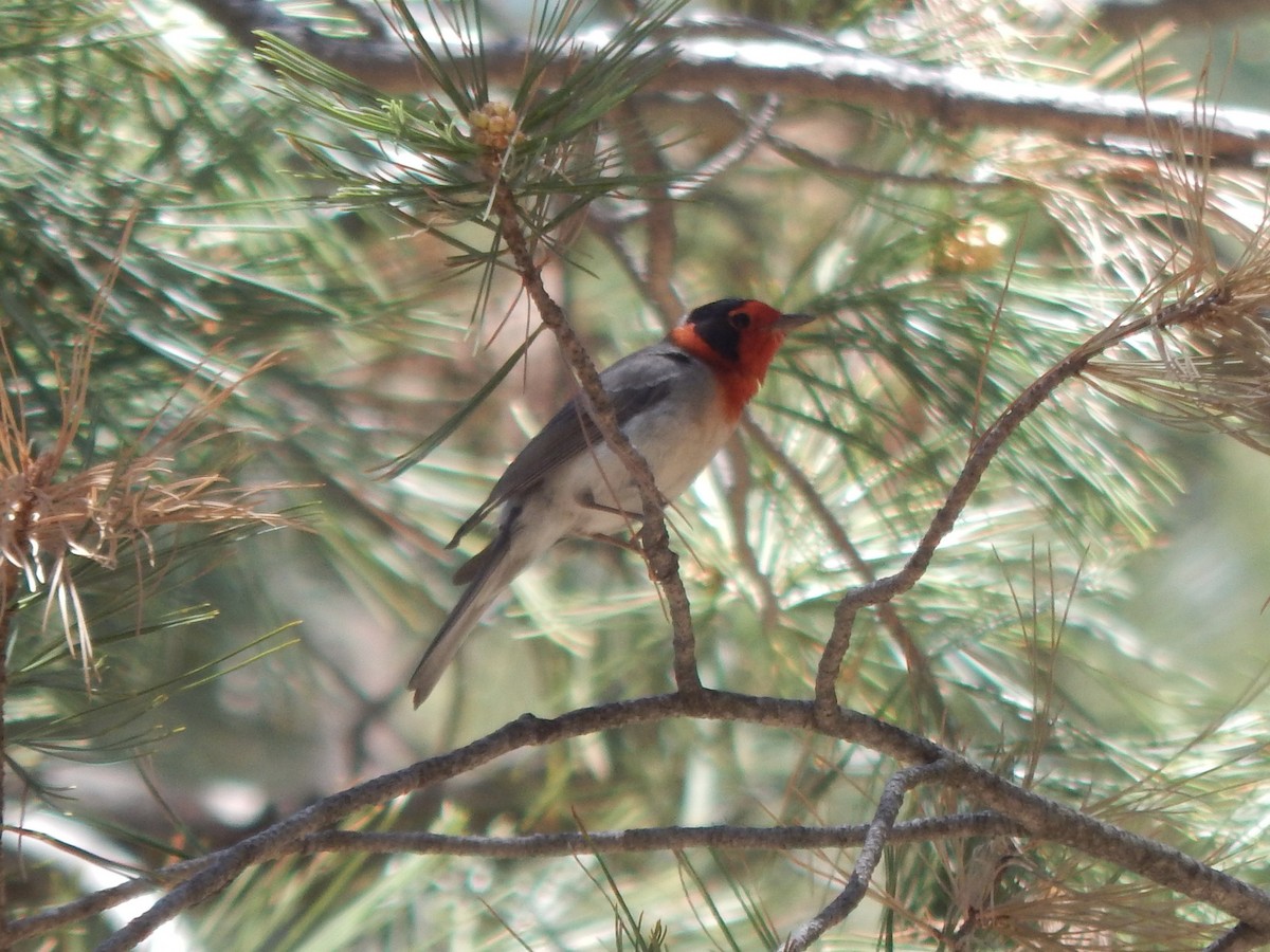 Red-faced Warbler - ML640386205