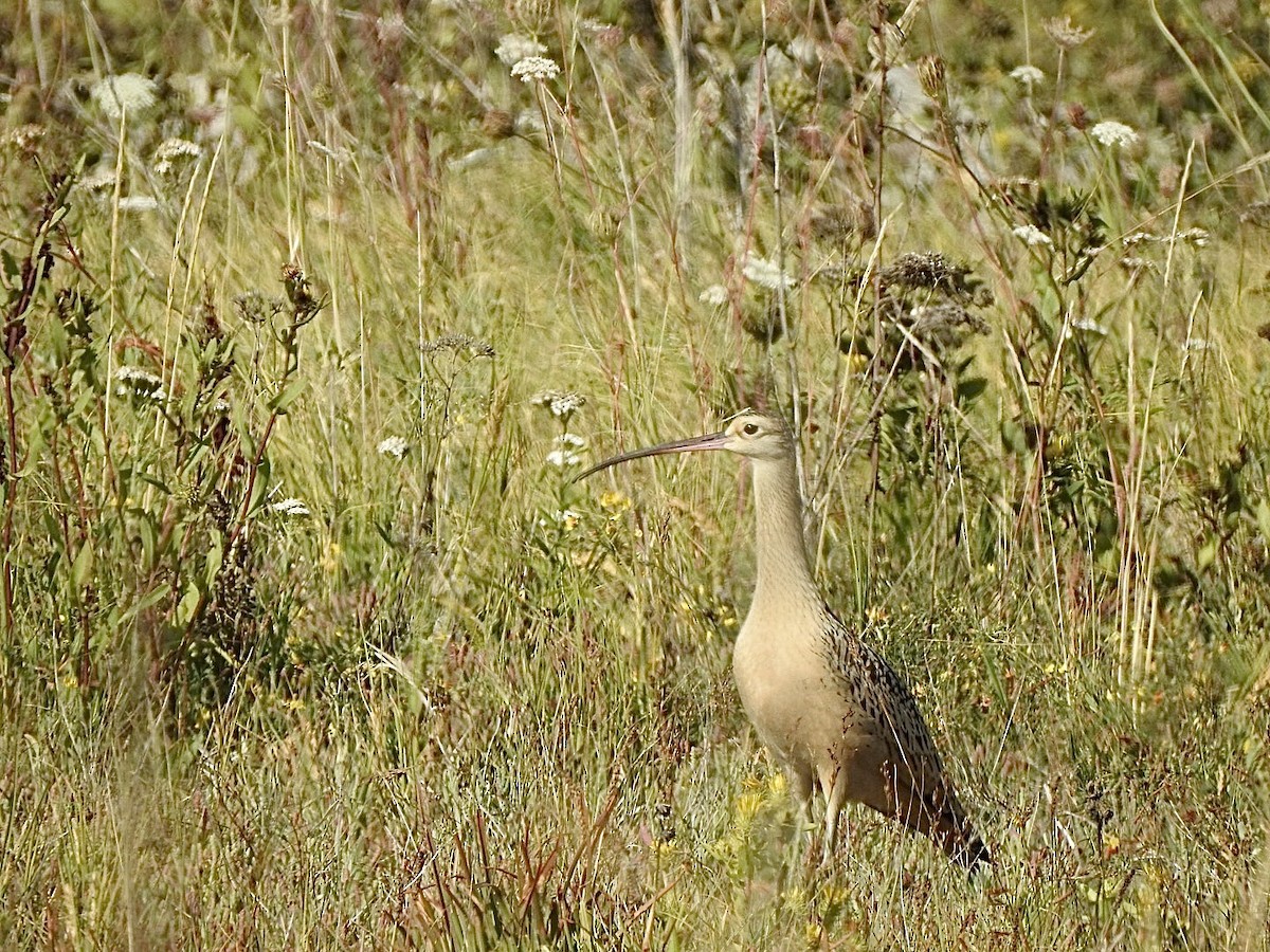 Long-billed Curlew - ML640386226
