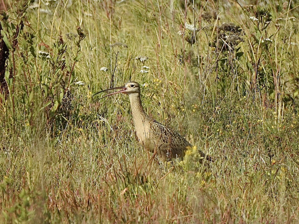 Long-billed Curlew - ML640386227