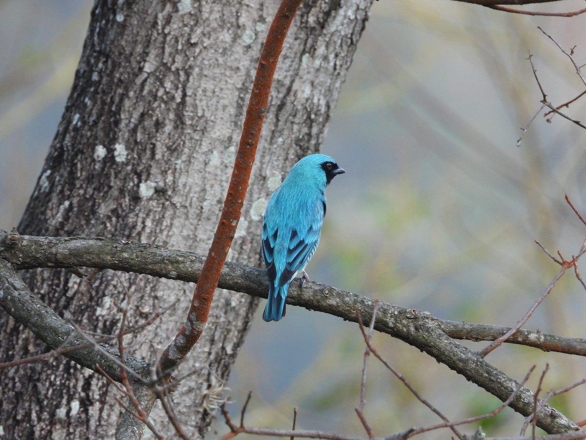 Swallow Tanager - ML640386262