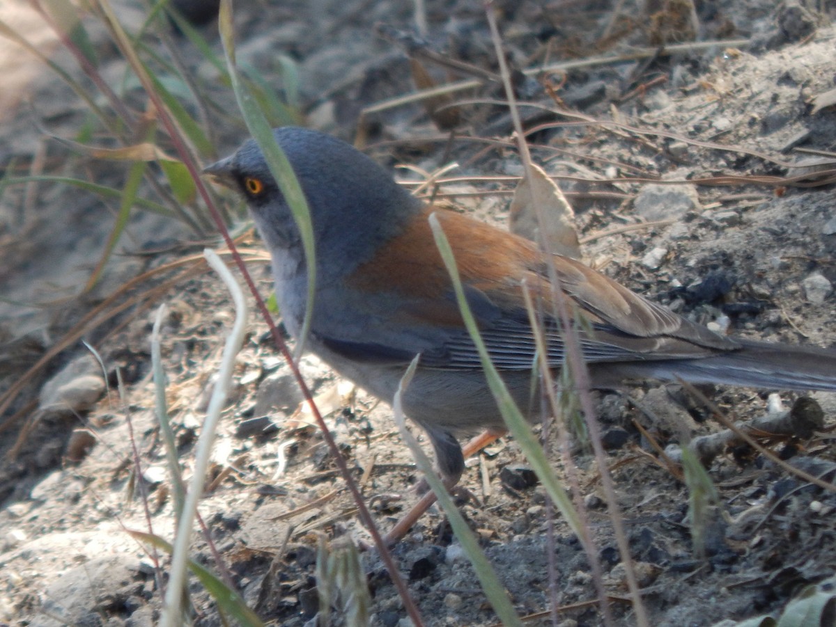 Yellow-eyed Junco - ML640386275