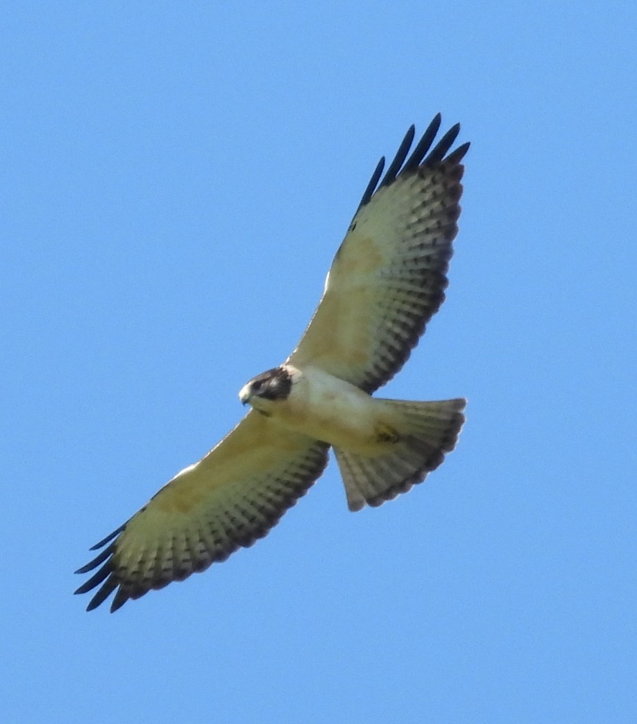 Short-tailed Hawk - ML640386356