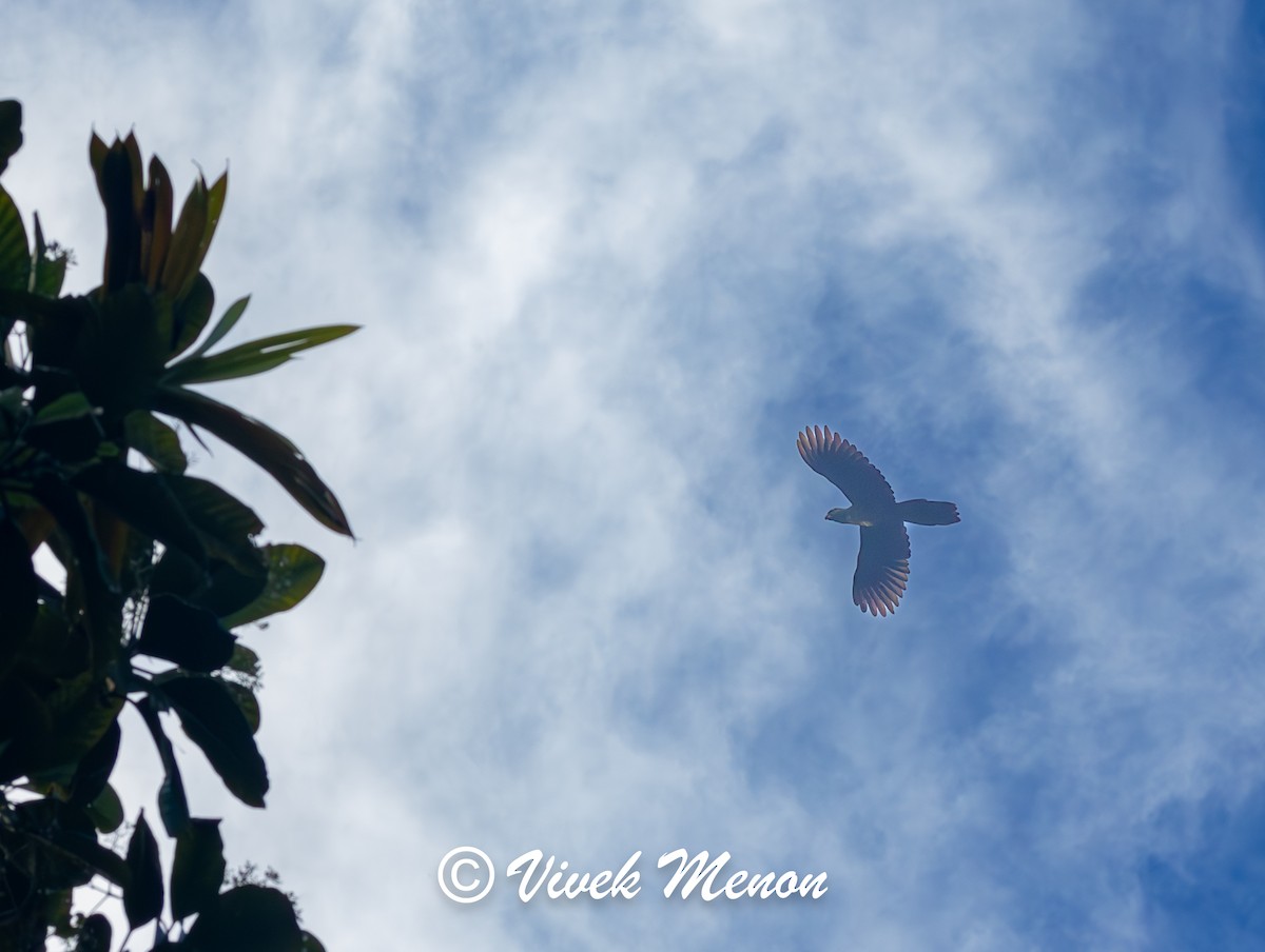 Masked Shining-Parrot - ML640386357