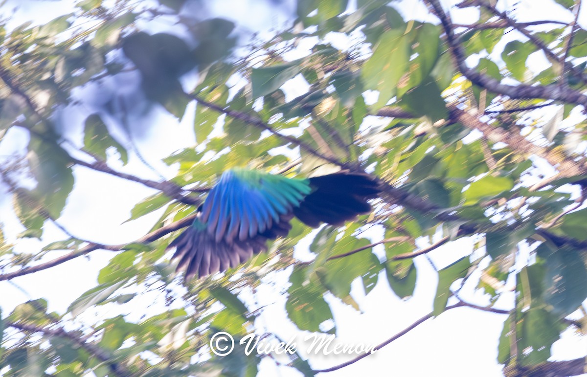 Masked Shining-Parrot - ML640386358