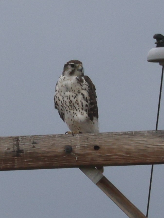 Prairie Falcon - ML640386372