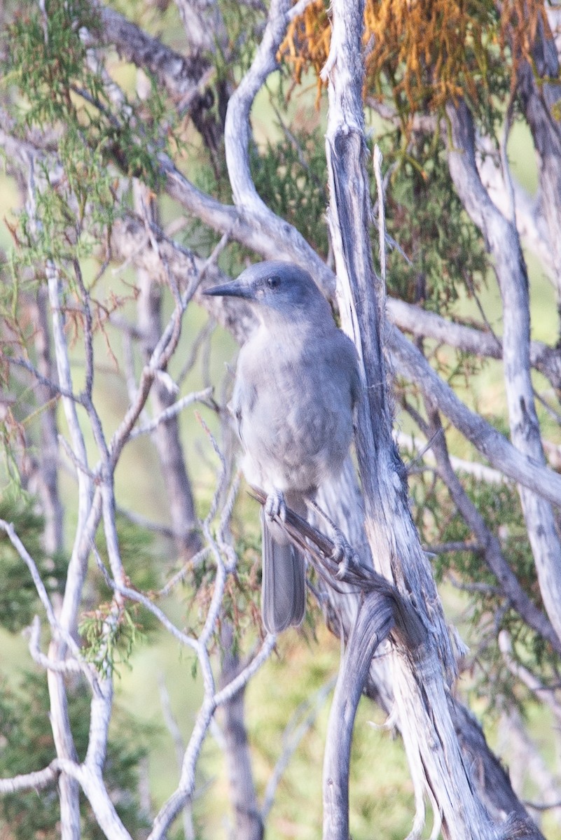 Pinyon Jay - ML640386392