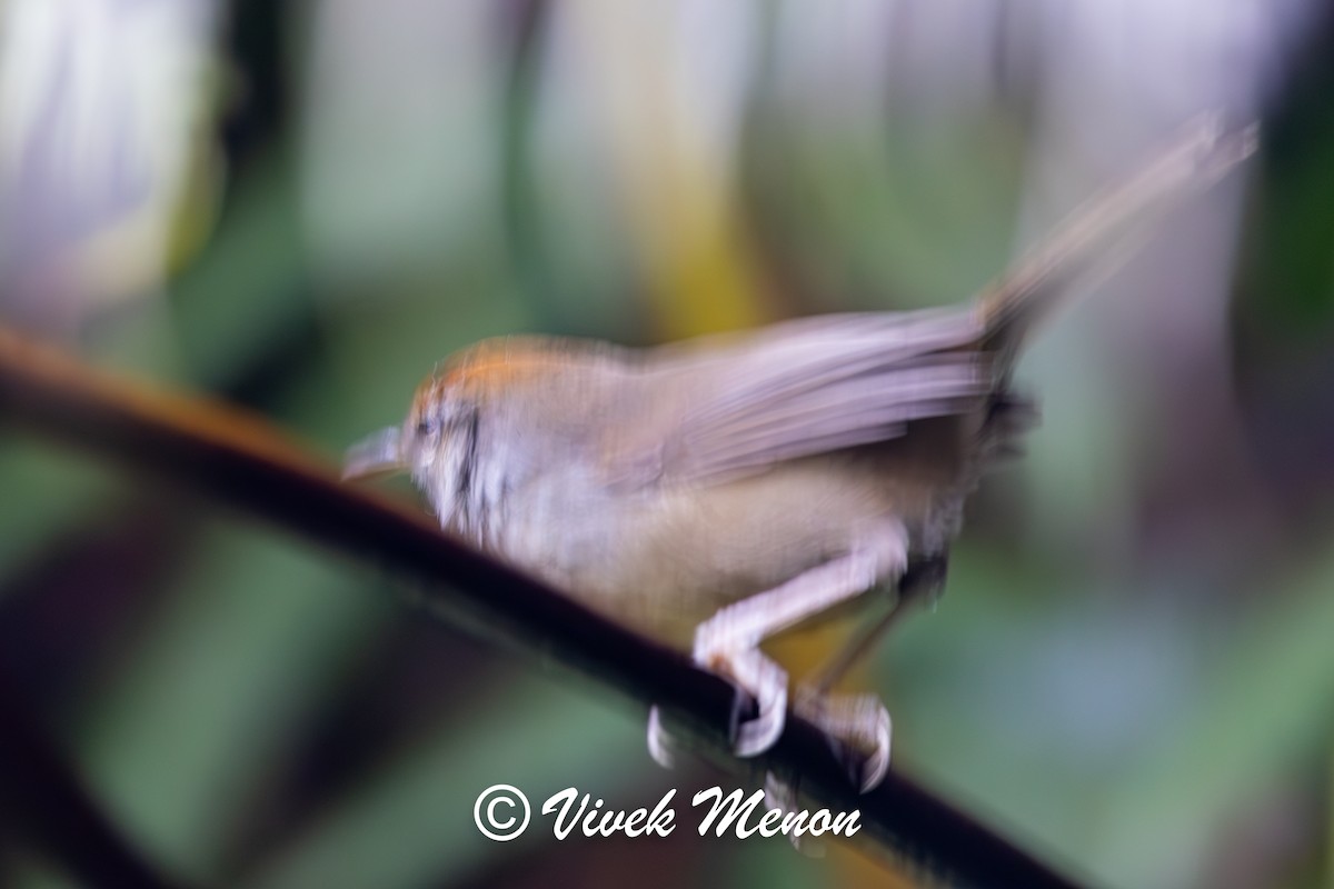 Fiji Bush Warbler - ML640386405