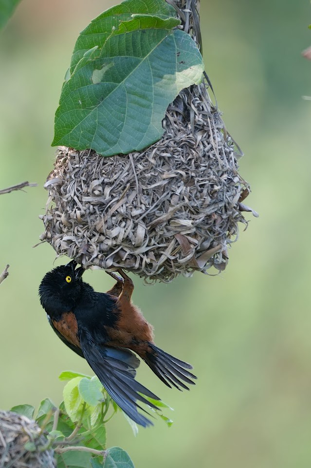 Chestnut-and-black Weaver - ML640386460