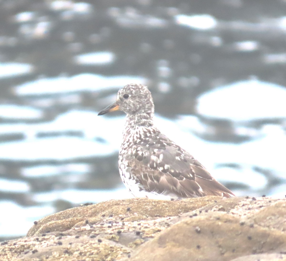 Surfbird - ML640386497