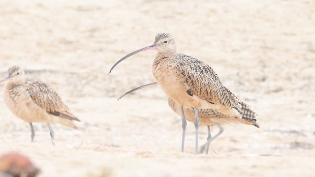 Long-billed Curlew - ML640386616