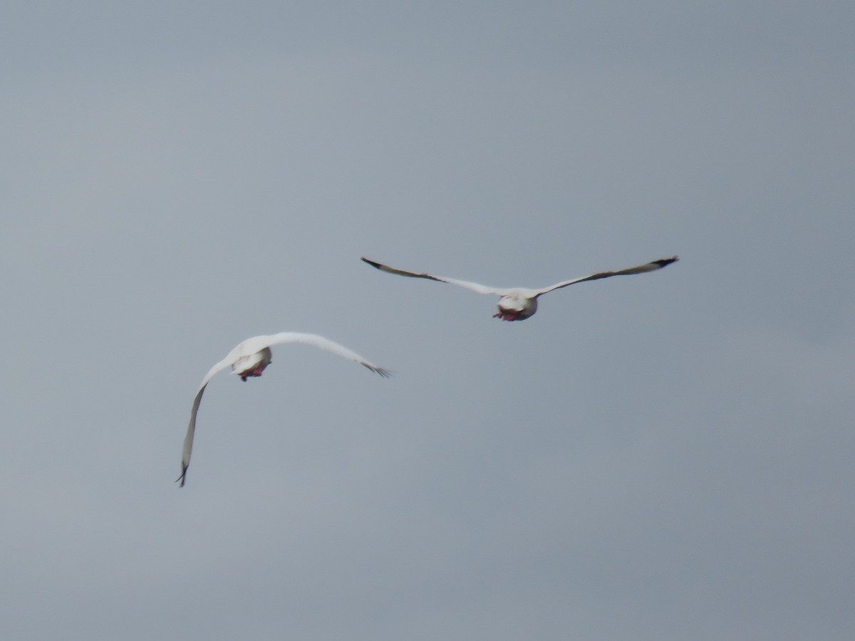 Coscoroba Swan - ML640386625