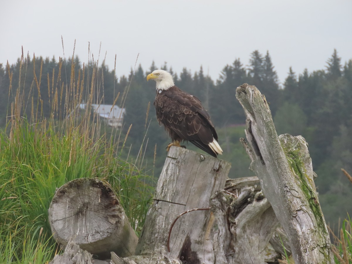 Bald Eagle - ML640386658