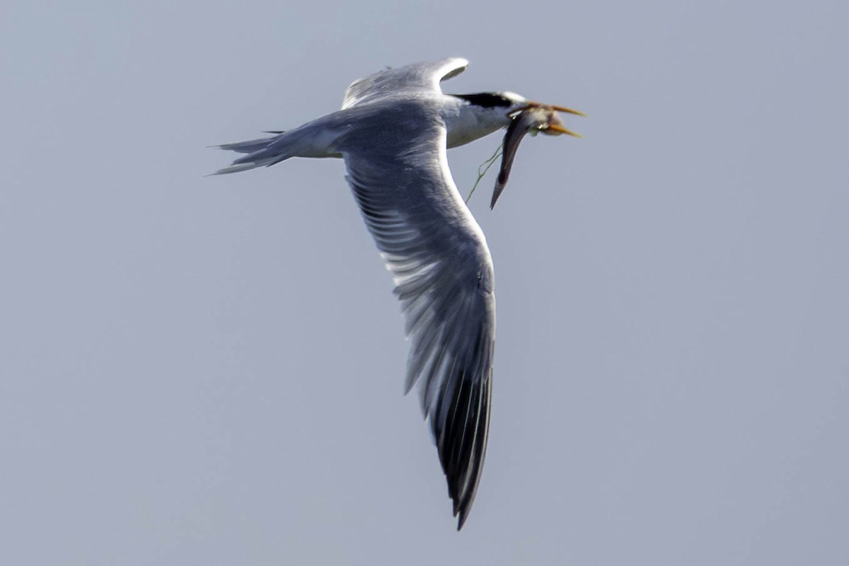 Elegant Tern - ML640386664