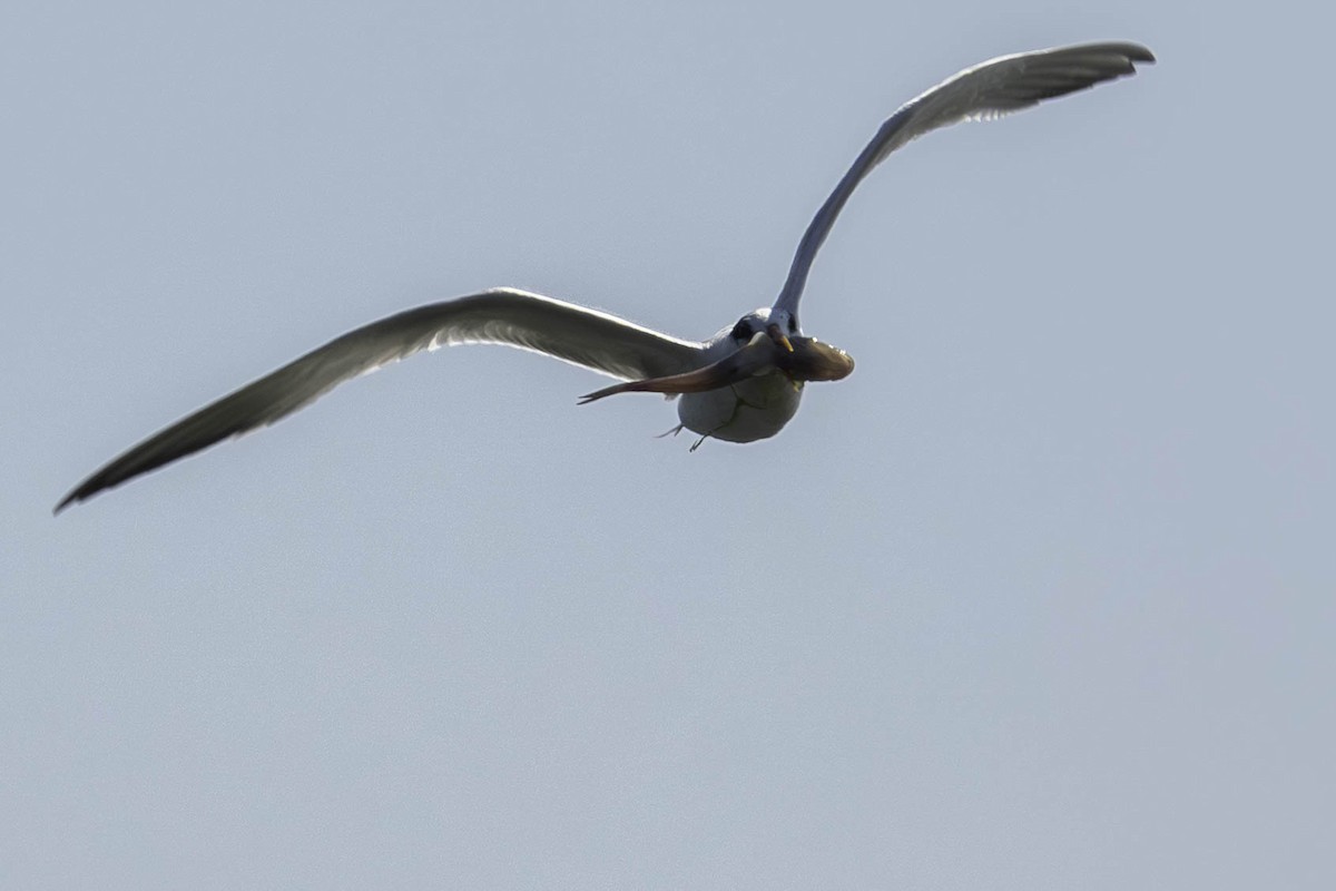 Elegant Tern - ML640386665