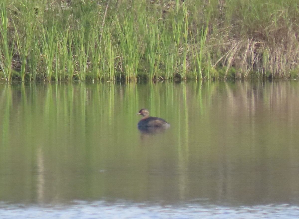 Horned Grebe - ML640386765