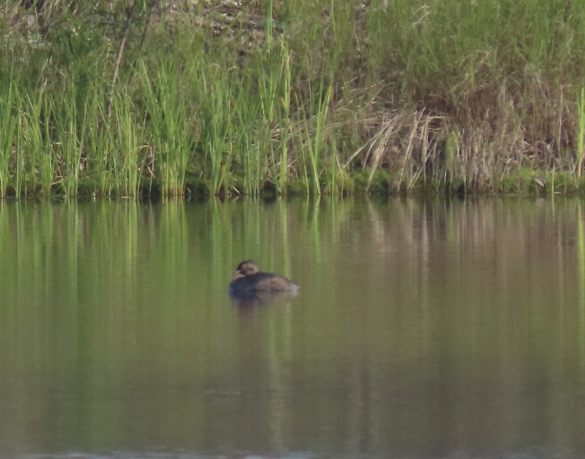 Horned Grebe - ML640386772