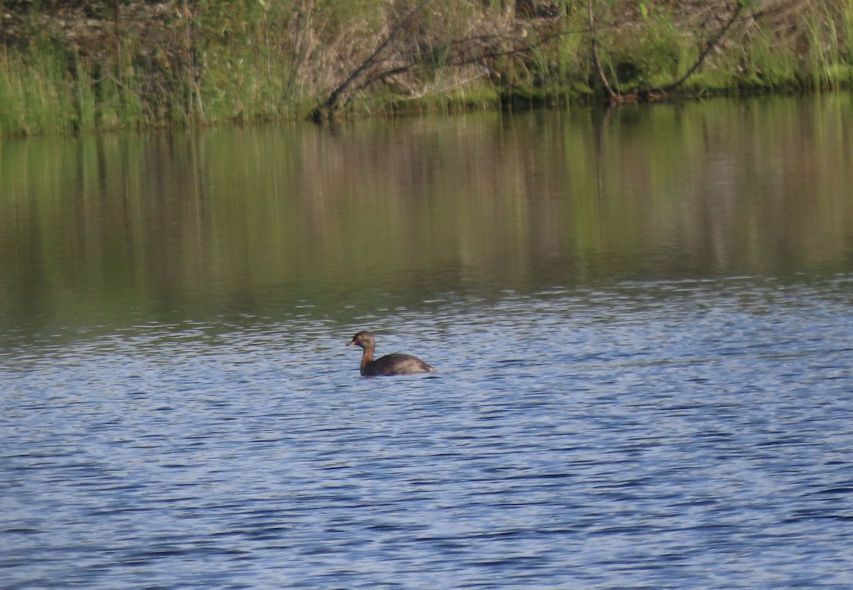 Horned Grebe - ML640386793