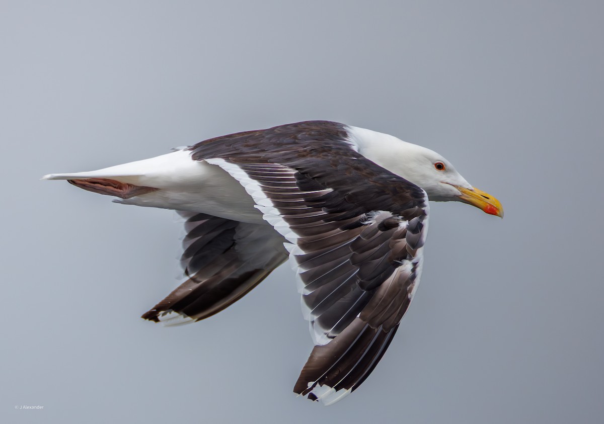 Great Black-backed Gull - ML640386834