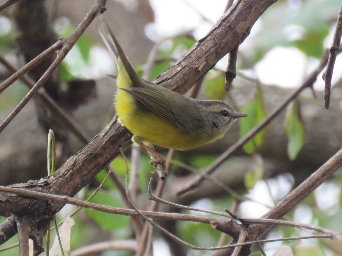 Golden-crowned Warbler - ML640386846